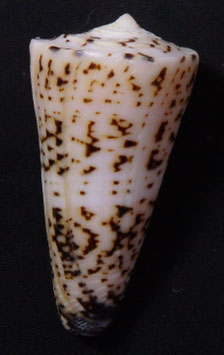Conus thalassiarchus  55.6mm F+++