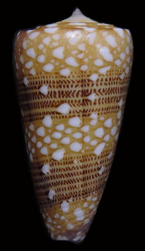 Conus  nobilis victor  38.9mm F+++