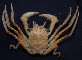 Homola orientalis 40.2mm  crabs taxidermy