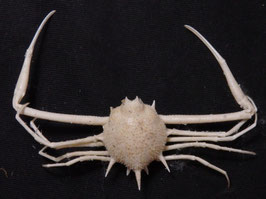 Arcania novemspinosa 23.1mm sea crabs