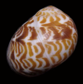 Natica violacea  18.4mm F+++