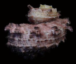 Angaria delphinus  49.1mm F++/F+++
