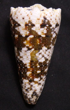 Conus imperialis  64.8mm F+++