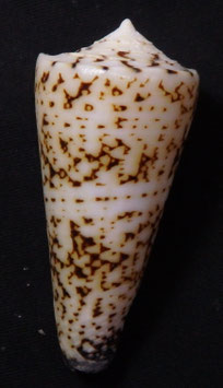 Conus thalassiarchus  55.7mm F+++