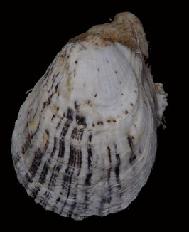 Spondylus sinensis 110.4mm F++