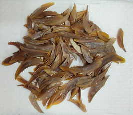 Lambis lambis , lambis scorpio ,lambis millepeda ,Crocata operculm 21-31mm