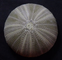 Psammechinus miliaris  56.4mm sea urchin test
