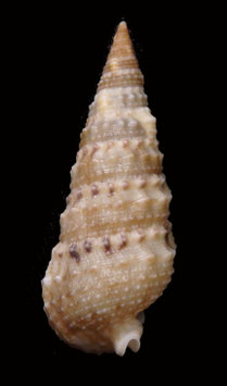Rhinoclavis sinensis  35.1mm F+++