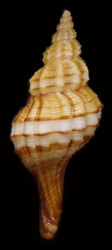 Granulifusus dondani  36.8mm F+++