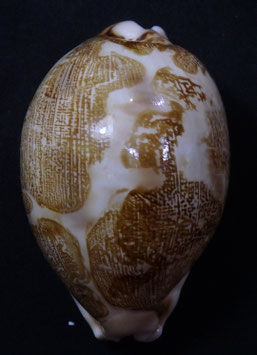 Cypraea mappa 65.2mm F+++