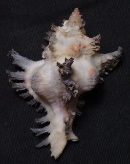 Chicoreus brunneus huttoniae  48,2mm F+++