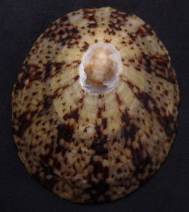 Cellana testudinaria  66.3mm F++