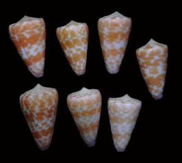 Conus tessulatus  35.3mm - 41.2mm F+++