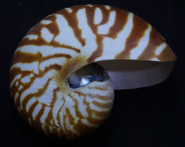Nautilus pompilius  86.7mm F++