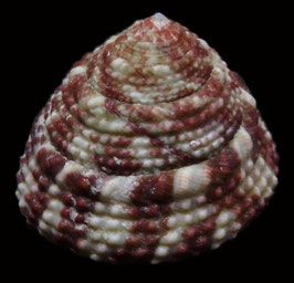 Trochus stellatus  36mm F+++