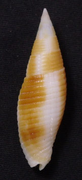 Cancilla rubiginosa  42.1mm F+++