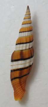 Vexillum citrinum filiareginae  69.1mm F+++