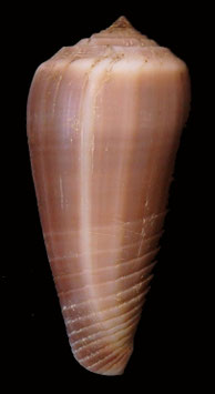 Conus radiatus  51.3mm F+++