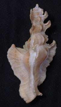 Pterynotus elongatus 78.2mm F++/F+++