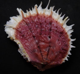 Spondylus varius  71.8mm F+++