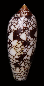 Conus  aulicus  95.6mm F+++