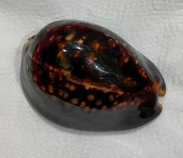 Mauritia mauritiana 64.1mm F+++