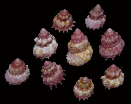 Astralium haematragum  14mm - 24.8mm F+++
