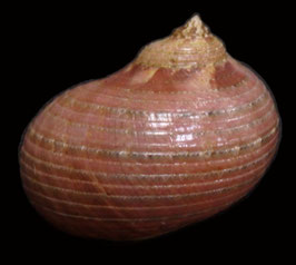 Pseudostomatella papyracea  24.7mm F+++
