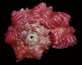 Angaria nodosa  32.4mm F++