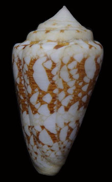 Conus ammiralis 64.9mm F+++