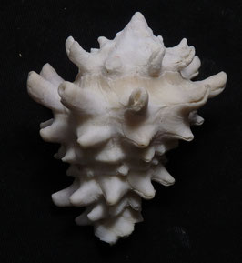 Vasum turbinellum  53mm F+++ ,albino