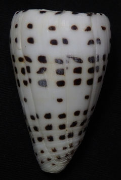 Conus eburneus  47.8mm F+++