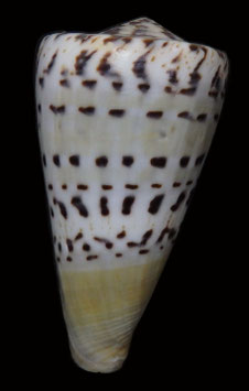 conus  mustelinus melinus  60.7mm F+++