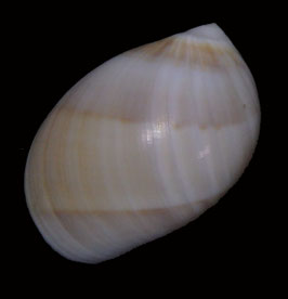 Polinices melanostoma  38.4mm F+++