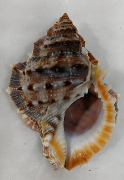Bufonaria cavitensis  65.9mm F+++