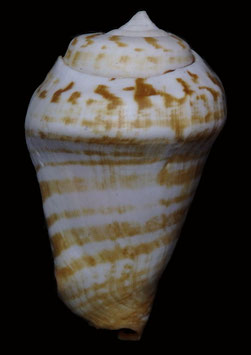 Strombus luhuanus 57.3mm F+++ freak