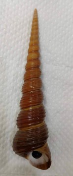 Turritella terebra  137.9mm F+++