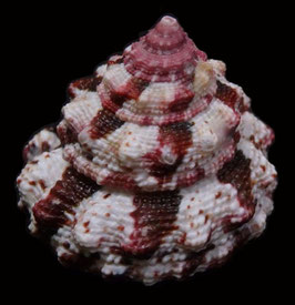 Trochus ferreirai  26.1mm F+++