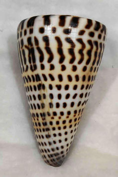 Conus litteratus 82mm F+++