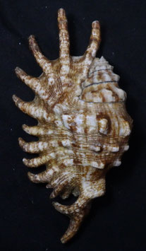 Lambis  millepeda   133.7mm F+++,