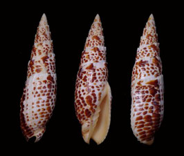 Mitra  papalis 129.5mm F++/F+++