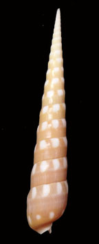 Terebra guttata 129.9mm F++/F+++