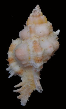 Chicomurex venustulus 44.1mm F+++