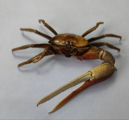 Uca paradussumieri  75mm  crab taxidermy