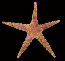 starfish species  94.3mm  sun dried