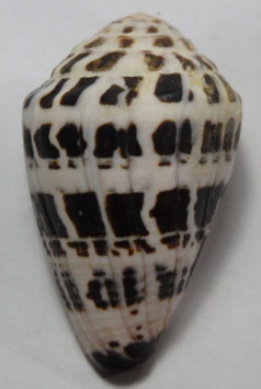 Conus ebraeus 48.6mm F+++