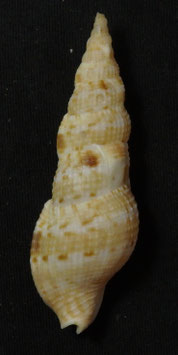 Colubraria ceylonensis.  58.7mm F++/F+++