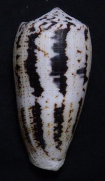 Conus assimilis  75.2mm F+++