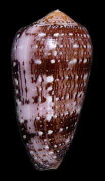 Conus floccatus  56.3mm F+++