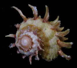 Angaria sphaerula 41.2mm F+/F++